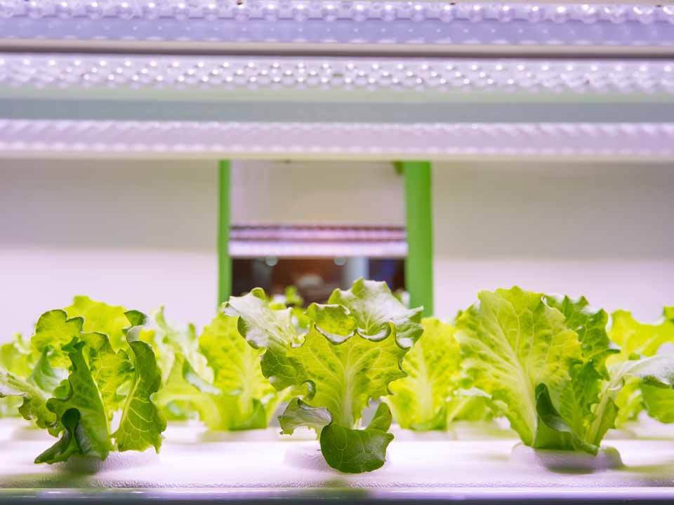 How-to-Choose-the-Best-Grow-Lights How-to-Choose-the-Best-Grow-Lights