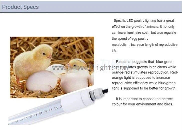 ทำไมไฟ LED สามารถปรับปรุงเลเยอร์และขอบไก่เนื้อได้